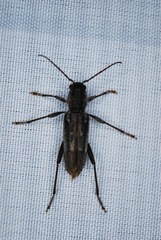 Xylotrechus sagittatus