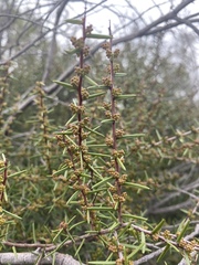 Acacia rhigiophylla