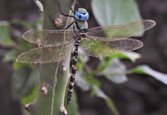 Anax immaculifrons