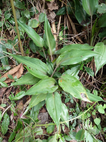 Chlorophytum orchidastrum image