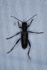 Xylotrechus sagittatus