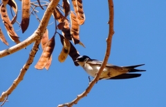 Hirundo dimidiata