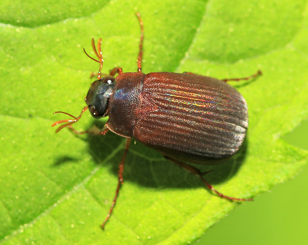 Serica