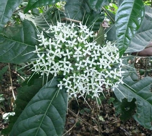 Pavetta platycalyx