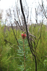 Melaleuca glauca
