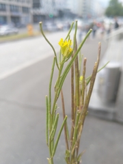Erysimum virgatum