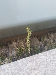 Erysimum virgatum