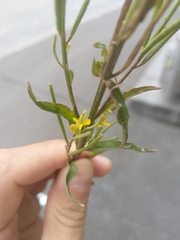 Erysimum virgatum