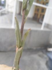 Erysimum virgatum