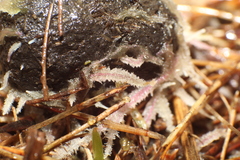 Poronia erici