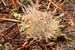 Poronia erici