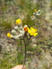 Pilosella echioides
