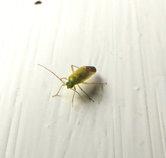 Neolygus contaminatus