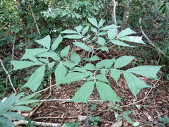 Anchomanes difformis