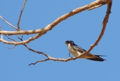Hirundo dimidiata