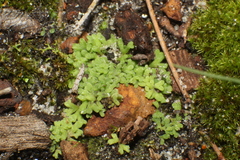 Riccia bifurca