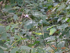 Asystasia dalzelliana