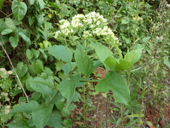 Microglossa pyrifolia