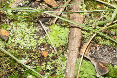 Riccia bifurca