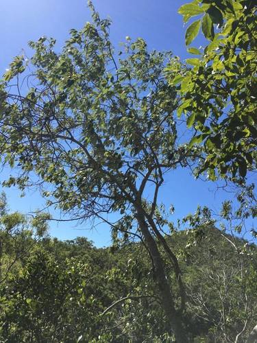 Alphitonia excelsa