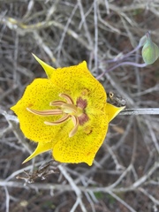 Calochortus weedii
