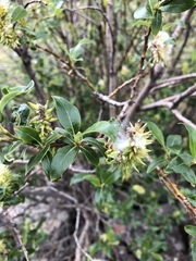 Salix kochiana