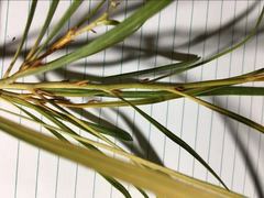 Grevillea parallela