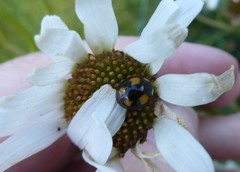 Harmonia axyridis