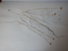 Nigella nigellastrum