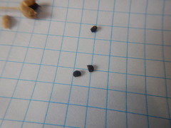 Nigella nigellastrum