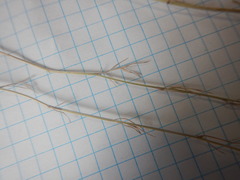 Nigella nigellastrum