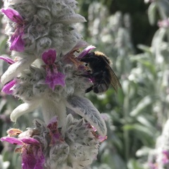 Bombus subterraneus