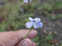 Lavandula bipinnata
