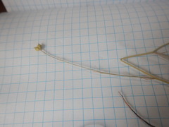 Nigella nigellastrum