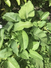 Bistorta officinalis