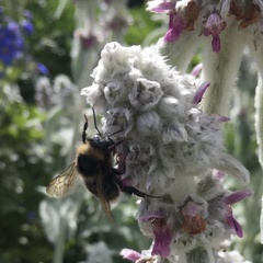 Bombus subterraneus
