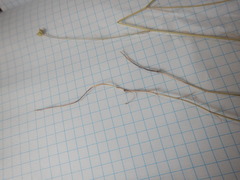 Nigella nigellastrum