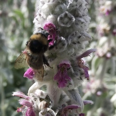 Bombus subterraneus