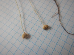 Nigella nigellastrum