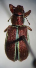Pachyrhinus elegans