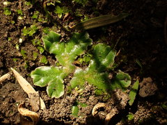 Riccia cartilaginosa