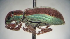 Pachyrhinus elegans