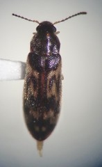 Prothalpia holmbergi