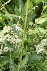 Pedicularis incarnata
