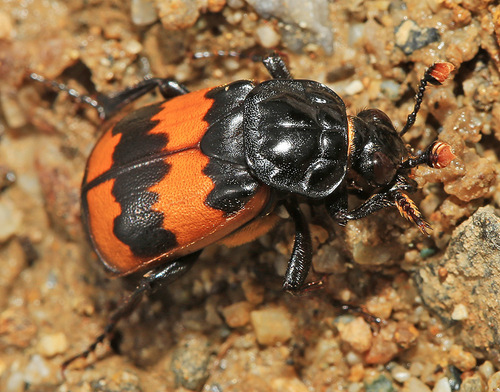 Banded Sexton Beetle