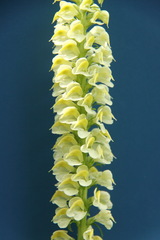 Pedicularis incarnata
