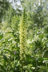 Pedicularis incarnata