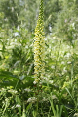 Pedicularis incarnata