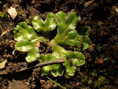 Riccia cartilaginosa