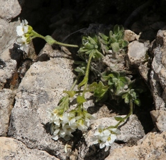 Draba tomentosa
